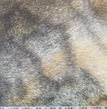 Load image into Gallery viewer, Kaisercraft Pawfect Collection 12x12 Scrapbook Paper Cats (P2259)