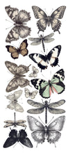 Load image into Gallery viewer, Ciao Bella Typographic Transparent Adhesive Sheets 5/Pkg (CBI014)