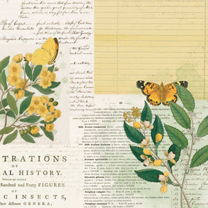 49 and Market Curators Botanical Collection 12x12 Scrapbook Paper Flutterology (CB-35694)
