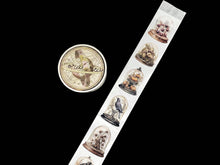 Load image into Gallery viewer, Specimen Display Domes Tapes: Transparent/PET tape
