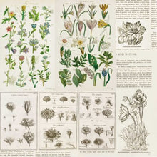 Load image into Gallery viewer, 49 and Market Curators Botanical Collection 12x12 Scrapbook Paper Anthology (CB-35717)
