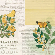 Load image into Gallery viewer, 49 and Market Curators Botanical Collection 12x12 Scrapbook Paper Natural History (CB-35700)
