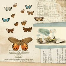 Load image into Gallery viewer, 49 and Market Curators Meadow Collection 12x12 Scrapbook Paper Papillon (CM-37162)
