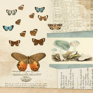 49 and Market Curators Meadow Collection 12x12 Scrapbook Paper Papillon (CM-37162)