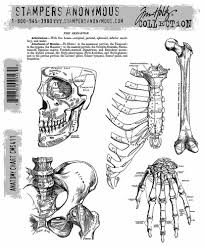 Stampers Anonymous Tim Holtz Collection Anatomy Chart (CMS411)